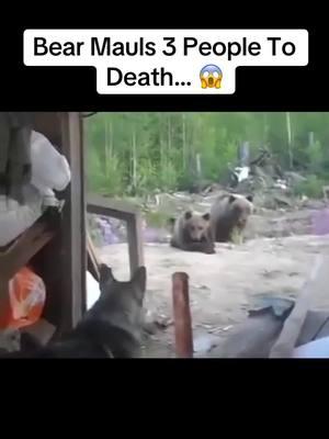 Bear Mauls 3 People To Death… 😱 #russia #bear #fyp #scary #horror 