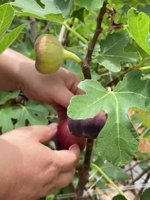 Transform Your Space with a Lush Fig Tree 🌿✨ Perfect for Any Room or Garden! Easy to Grow, Fresh Figs Year-Round 🍃 Don’t Miss Out—Order Yours Today! 🚛💨 #FigTreeLovers #PlantDecorGoals #EasyIndoorPlants #GardeningMadeSimple #FruitLovers #HomeGardenEssentials #trendingnow 