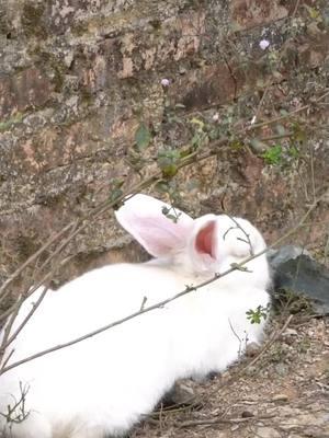 white rabbit harvest #country life#xiaoli #tik_tok #rural #country #rural #tranding 