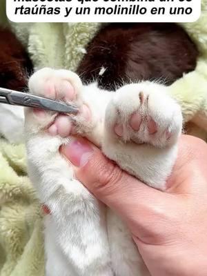 Muda las uñas de tu gato#cats #TikTokShop #cat #fyp #nailgrinder #cat #petnail #fyp #TikTokShop#tiktokshopfinds  