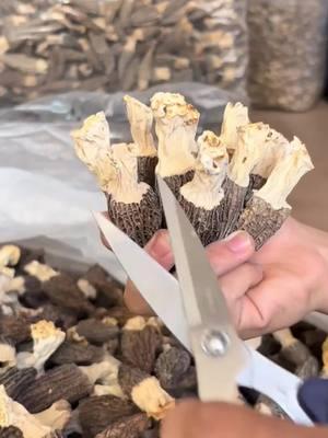 “Trimmed Dried Morel Mushrooms: Cooking Made Simple and Delicious | Order Now in the Bottom Left”#morel #morelmushrooms #