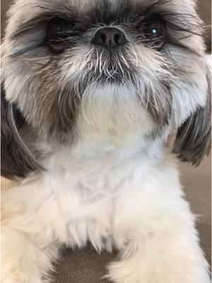 #onthisday #shihtzu #shihtzusoftiktok #shihtzus #foryoupage #fyp #foryou 