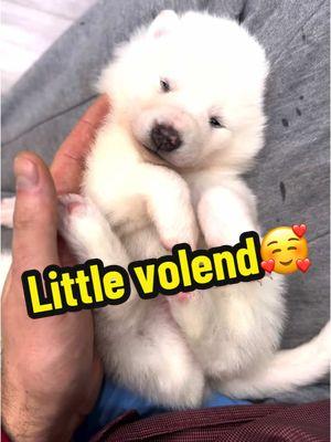 Little volend 🥰 Волэнд малютка 🥰 #волк #волки #волки🐺 #канадскийволк #акела #волэнд #волэнды #западносибирскаялайка #зсл #зслайка #wolf #wolfdog #wolfhybrid #wolfstar #wolflover #wolfies #volend #zsl #dog #dogs #doglover #animals #animal #zoo #zoolife #parkofwolfs