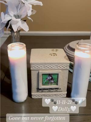 🤍🐾Until we meet again🕯️🪽 #souldog #petloss #TrueLove #minpin #minpinsoftiktok #minpinlove #dogmom #fyp #fypシ #viraldog #rainbowbridge #bestfriend #rip #seniordog #1111 