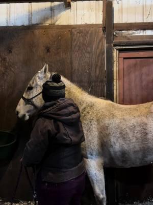 And on day 11 we gave to pressure and took our first steps towards being halter broke. Also trying to expand our touching area to include her back and belly. We have snow and ice and temperatures that are getting below 20 so I am making the best of it and doing what we can in the barn until the weather allows us to work on leading outside again.  #horsesoftiktok #mustanghorsesoftiktok #horsetok #foryou #foryoupage #fyp #equestriansoftiktok #horsetrainingtiktok #horsegentling 