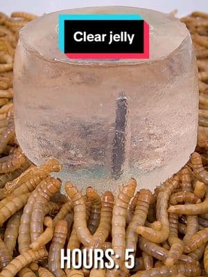 Mealworms vs. Clear jelly 🌫️ #timelapse #mealworms 