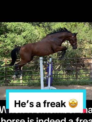 He literally stepped over it #hunterjumper #horse #horses #eventing #texas #summer2022 #fyp #foryou #foryoupage #princecaspian #freak 