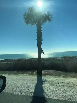 Penny for your thoughts #growingup #lifejourney #nevergiveup #keepliving #bestlife #success #faith #Love #childhooddream #blessedlife #strongerthanthestorm #healing #progress #lifegoals #greatful #proudofyou #beachlove #ocean #palmtrees #floridasun 