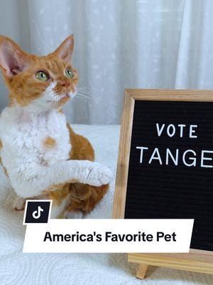 Tangerine doing all the tricks to earn your vote for America's Favorite Pet. Please vote and share. It's free to cast one vote, and you can vote daily. Thanks so much! (🔗 in bio) #AmericasFavoritePet #CatTricks #DevonRexCat  #AmericasFavoritePet2025  