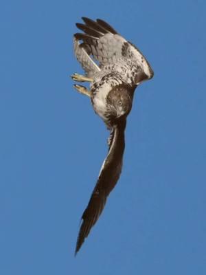 Hawk one and Hawk two.  . . . #hawk #hawks #redtailedhawk #birdsofprey 