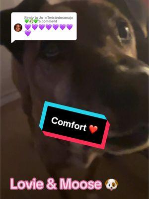 Replying to @Jo  =Twistedmamajo 💚🐉💚 #OwnYou #Comfort #CowgirlF150 #DogsOfTiTok #fyp