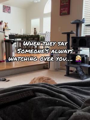 They weren’t lying 😂 #cat #funnycat #creepy #staring #omg #animals @🐶 Funny Animals Videos 🐶 #funnyanimals #PetsOfTikTok #funnypets #catsoftiktok 