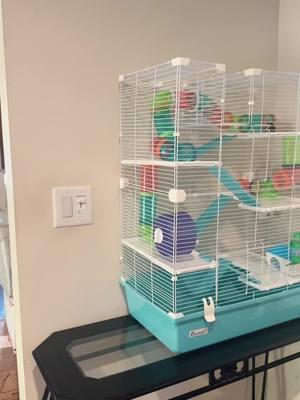 Literally Hamster / Gerbil paradise over here lol!!!!  . #pawhut #pawhuthamstercage #pawhutcage #simplysourced #simplysourcedllc #pawhutsetup #pawhutcagesetup #pawhutcages 