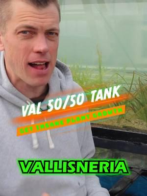 How to get insane plant growth in the planted aquarium! Check this out! It's the new 50/50 Val tank! Here we have Leopard Val and Val Biwaensis. Which one will grow faster? Grab yourself some of these awesome Vals! Shop Now! TANK ON!  #aquarium #aquariums #aquascape #aquascaping #aquariumplants #scape #fishtank #freshwateraquarium #plants #plantlife #planted #plantedtank #plantedaquarium #aquascape #aquaticplants