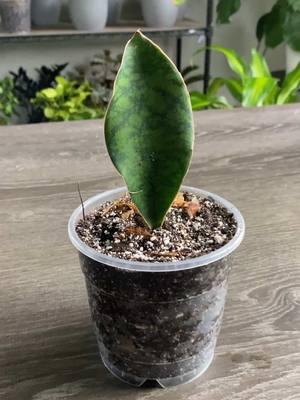 Whale Fin Sansevieria in soil 💚 Have you tried this yet? #houseplanttips #houseplantcare #houseplants #snakeplant #sansevieria #propagation