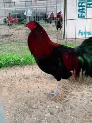 Cardinal kelso x McRae #gallo #ranchero #gamefowl #gallosamericanos🇺🇲🐓🇲🇽 #gallofino #kelsogamefowl #mcraegamefowl 