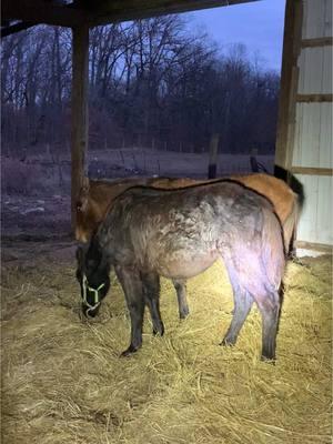 I Rescue I won’t forget because it was really hard to get all three. The good news is we rescued them and showed them nothing but love and kindness. All three got adopted together by a wonderful home.#rescueanimals #rescuehorses #horses 