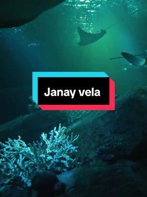 #janay vela 