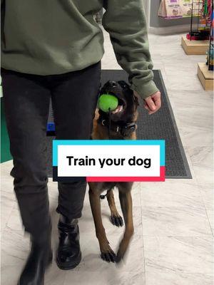 Be cool, train ur dog #belgianmalinois #malinois #DogTraining #reactivedog #insecuredogs #fearfuldogs