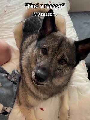 My reason <3 #norwegianelkhound #dogsoftiktok #doglover #myreason #doglove #greenscreenvideo 