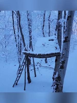 Building a Warm and Comfortable Survival hut 24 Feet off the Ground #betelhem #bushcrafting #bushcraftshelter #bushcraftshelter #constructionworker #snowsurvival #wintersurvival #thicksnow 