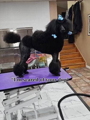 I mean it IS mimic. She IS known for her crime sprees.  #dog #poodle #funnypets #funny #cute #dogtok #standardpoodle #lovemydog 