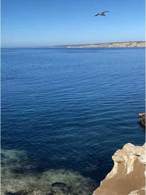 Pacific Coast 🦭🌴 #lajolla #sandiego #pacificcoast #vibes 