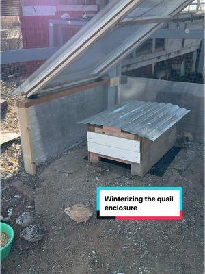 As long as we don’t get heavy snow, this little quail greenhouse is going to be a game changer! #quails #coturnix #coturnixquail #backyardflock 