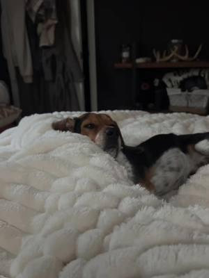 Rough life ya know. #beaglesoftiktok #dogsoftiktok #sleepyboy #trendyyy #fyp 