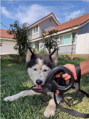 Looking to make healthy changes in 2025? Remember to include your furry family members in your wellness journey. A convenient 12 oz water bottle that attaches onto your leash makes it easy to keep your dog hydrated during walks, simply flip open the cup and spray when they need a drink.  #Spleash #PetHydration #DogWalks #NewYearResolutions #FitnessGoals #PawfectCompanion #DogWaterBottle #PetTravel #ServiceDogs #PetAccessories #DogParents #PetProducts #DogLife #ActiveDogs #PetCare #HydrationMatters #PetSafety #OutdoorAdventures #DogWalking #PetGifts #PetWellness #PetCommunity #DogTraining #PawsomeGifts #PetInnovation #DogHealth #PetLove #AdventureDogs #NewYear #newyearsjourney 