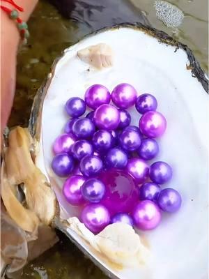 😱🎁Open the giant clam, which is filled with countless enchanting purple pearls #pearl #pearlhunter #seafood #jewelry #pickingpearls #huntingpearl #fyp #foryou #tiktok 