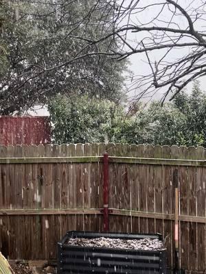 TX winter storm 2025 #snow #txwinterstorm2025 #staywarm #onlythebeginning #dallastx 