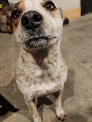 #dingoeatyababy #dogsoftiktok #australiancattledog #olsenshouseofheelers #olsenhorseandcattleco #reddog #heelersforlife #heelertok #dingodog #fyp 