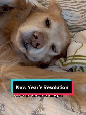 When you get busted 4 not starting your New Year’s resolution 🎉🥳 #fyp #foryou #dogsoftiktok #newyearsresolution #charleyandthebigguy 