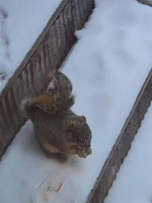 Good morning #goodmorning #mountainlife #squirreltok #squirrellife #squirrel #squirrelsoftiktok #squirrels #animaltok #animalsoftiktok #wildlifetok #wildlifeoftiktok #wildlife #wildanimals #fyp #foryoupage #foryou #myhappyplace #loveithere #itnevergetsold #sopretty #snowday #snowlovers #peaceful #snowtoks #snowtiktok 