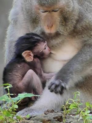 #Newbornmonkey #cutebabymonkeyranch #Crabzillatroop #Autumnmonkey #babymonkeyvideos #monkeytiktok #videomonkey #Sovannatroop #amzingmonkey #babymonkey #lovemoney #tiktokmonkeys #Monkeys #monkeys #Luno #Ranbow #tiktokmonkey #tiktokideomonkey #Lucy #fzypシ