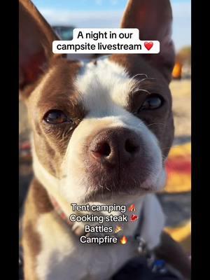 Highlights from our camping livestream - so much fun! Tent camping, cooking steak w my new jet boil, an insane battle, sunset walk w clover, campfire under the stars - heck yeah 🎉 #lookimadeyousomecontent #whatsthedogdoing #nomad #traveler #stephandclover #traveldog #bostonterrier #solofemaletraveler #boondocking #jeepcamping #camping #tentcamping #arizona #seguaro #campfire #bostonterrier 