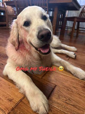 My Sheila.  🥹 #goldenretrieverlife #englishcreamgoldenretriever #fyp 