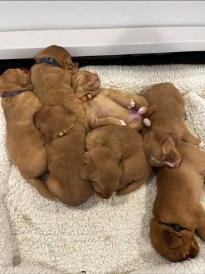 Babies first snow! 5 weeks old now and little adventurers! #NovaScotiaDuckTollingRetriever #tollers #toller #tollerpuppy 