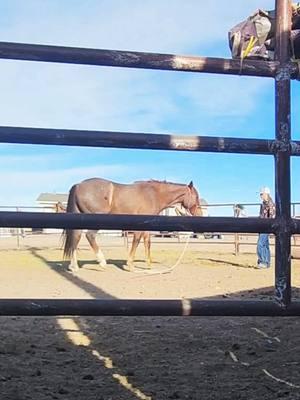 The feeling this gives me 😊 #rockinkhorses #sage #redroanhorse #redroanmare #strawberryroan #strawberryroanmare #roundpen #roundpenwork #roundpentraining #horsetraining #coltstarting #SpringervilleAZ #Arizona #azhorselife #FNX #FNXelite #fnxfit #fnxambassador #hygainfeeds 