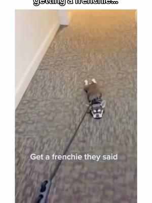 funny frenchies for your feed! 🤭🐾 #frenchiebulldog #frenchiesoftiktok #frenchiebulldogs #frenchiepuppy #frenchbulldog #dogsoftiktok #frenchie #PetsOfTikTok #frenchies #puppiesoftiktok #bulldogs #creatorsearchinsights 