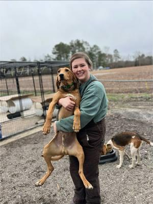 Almost time to break the pups, man they sure have grown fast #fyp #nc #walkertalkkennels #runningdogs #hounds #walkers #fieldtrial #puppy #foxhound 