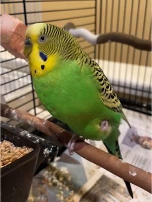 Parakeets For Beginners  #budgie #parakeet #budgielife #parrotmama #parrotsoftiktok #petbird #parakeetbird #birdtiktok #birdsounds #birddancing #parrotmama