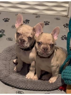 Handsome boys!!!#knuckleheadbullies #foryoupage #fyp #frenchbulldog #chooseme #cocoafawnmerle 