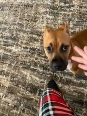 The end🤣🤣#funny #funnyvideos #animals #viral #pet #dogsoftiktok #catsoftiktok #wee #haha #foryou😂😂 