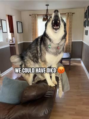 I Should Know Better By Now 😅 #husky #dogsoftiktok #dogs #huskylife #funnyvideo #siberianhuskies #howling #dogsoftiktokviral #talkingdog #fyp #Huskies #lol #huskiesoftiktok ##