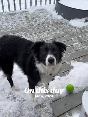 #onthisday #bordercollie #dogsotiktok #colorado #snowdog #happydog 