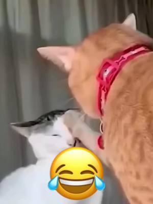 The end🤣🤣#funny #funnyvideos #animals #viral #pet #dogsoftiktok #catsoftiktok #wee #haha #foryou😂😂 