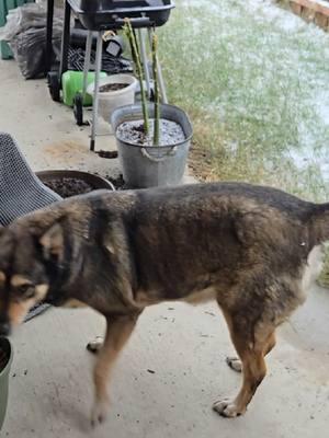 A Texas dog sees snow for the first time—pure joy or total confusion? Either way, it's adorable! #TexasDogs #SnowDay #DogReacts #FunnyPets #DogLovers #follow #like #foryoupage #rangernation 