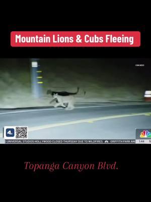 #mountainlions #cubs #losangelesfires #wildlife 